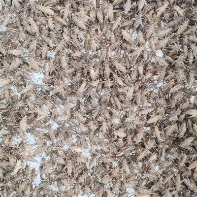 Dehidratuoti svirpliai