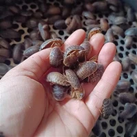 Dubia kuojos ropliams